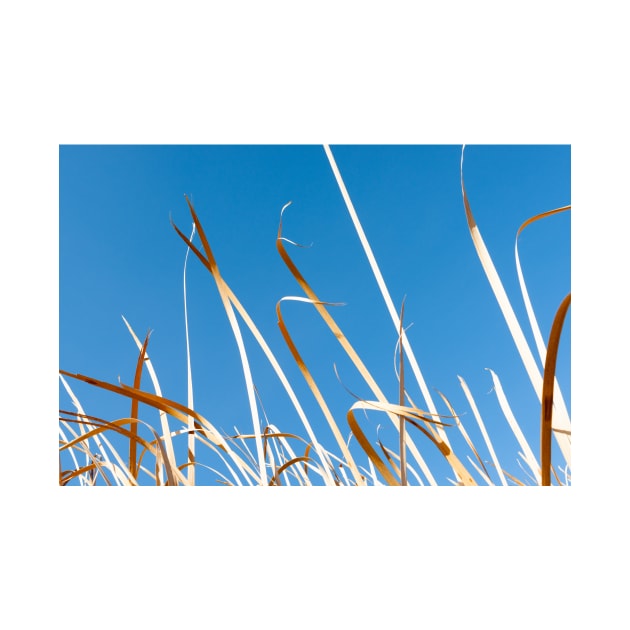 Dry orange coloured strp-like leaves of bulrushes against blue sky. by brians101