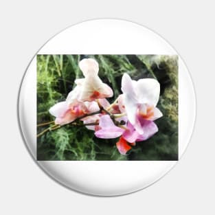 Pale Pink Phalaenopsis Orchids Pin