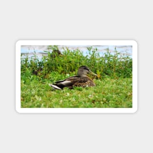 A Duck Resting In The Grass Magnet