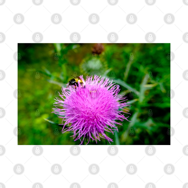 Bee On Pink Flowering Thistle by Robert Alsop