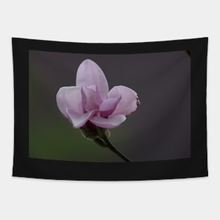 Close up of Pink Magnolia flowers in spring season. Tapestry