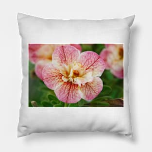 Calibrachoa  MiniFamous Double Nostalgia   MiniFamous Series Pillow