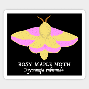 Dryocampa Rubicunda aka the Rosy Maple Moth