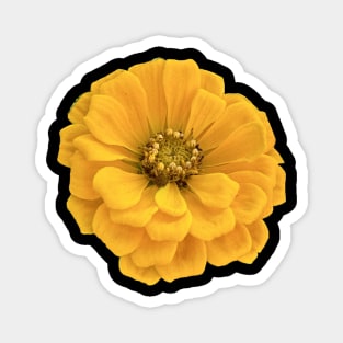 Zippy Zinnia Magnet