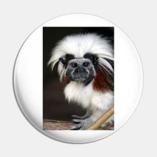 Cotton-top Tamarin Pin