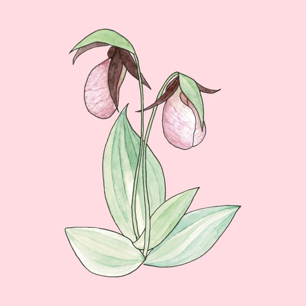 Pink Lady's Slipper Orchid Watercolor Illustration by Danica Templeton Art