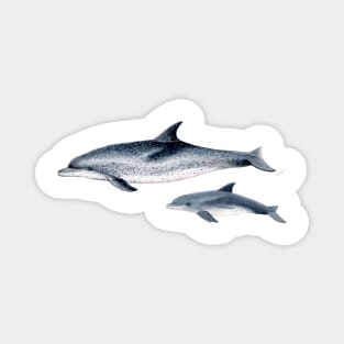 Atlantic spotted dolphin Magnet