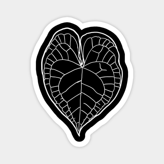 Anthurium clarinervium Magnet by thenordicjungle