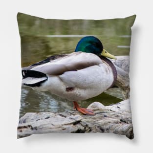 Mallard waking up Pillow