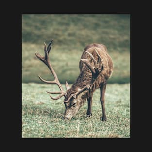 Red Deer T-Shirt