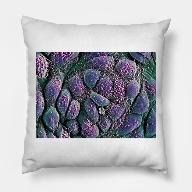 Embryonic stem cells, SEM (G442/0236) Pillow by SciencePhoto