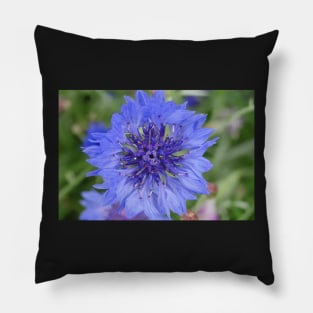 Cornflower Blue Pillow