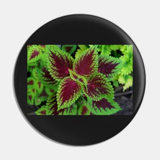 Red and green coleus plant leaves Pin