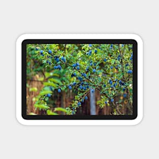 Plum tree in an orchard Magnet