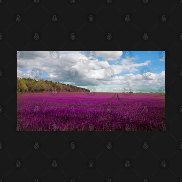 Lavender field in The Cotswolds by Graz-Photos