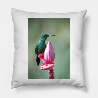 Green-Crowned Brilliant Hummingbird - Costa Rica Pillow