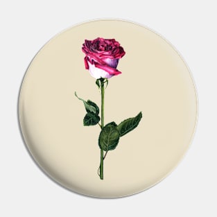 Pink and white rose Pin
