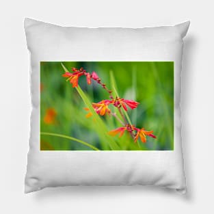 Close-up of crocosmia flowers Pillow