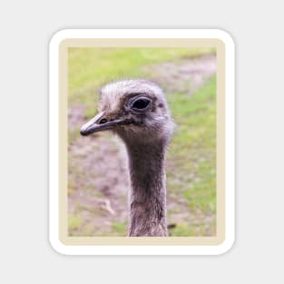 Closeup portrait of common ostrich Magnet