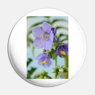 Polemonium  &amp;#39;Blue Pearl&amp;#39;  Jacob&amp;#39;s ladder Pin