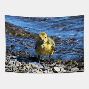 Wet Gosling Walking Along The Water Tapestry