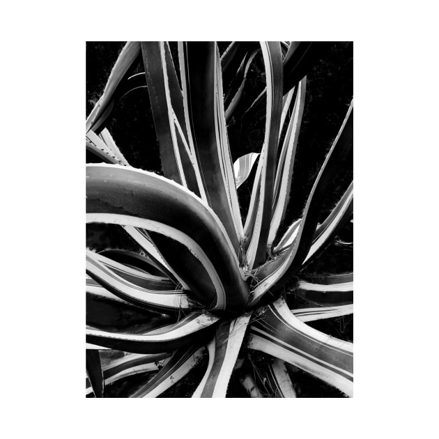 Agave by PhotoT