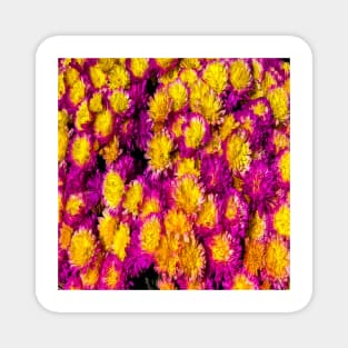 Bright Pink Yellow Flowers Magnet