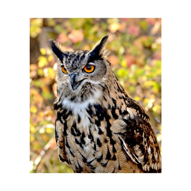 Eurasian Eagle Owl by Scubagirlamy