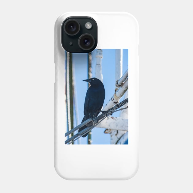 male boat-tailed grackle Phone Case by KensLensDesigns