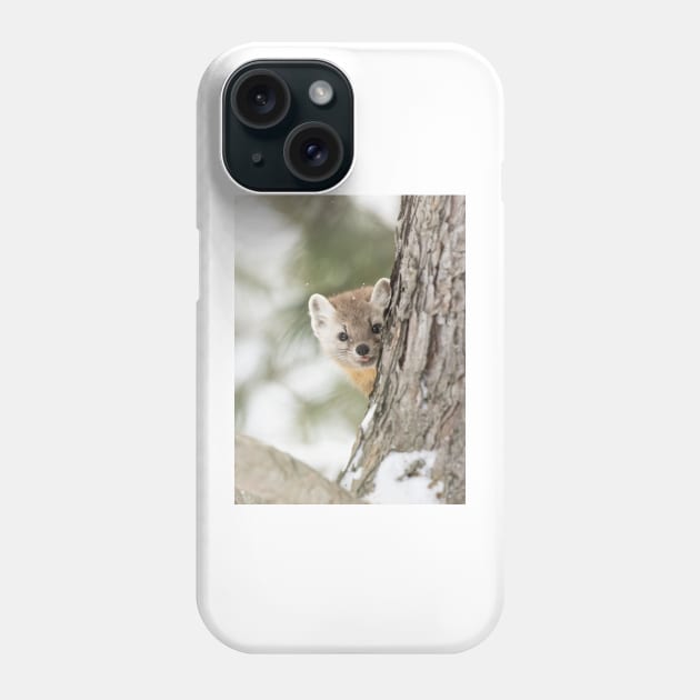 Pine Marten Phone Case by Jim Cumming