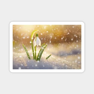 spring snowdrop Magnet