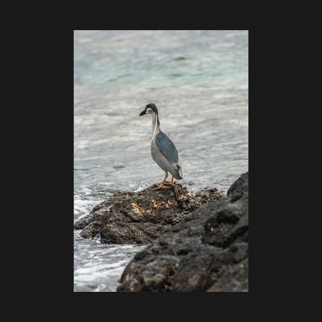 Black-crowned night heron of hawaii 7 by KensLensDesigns