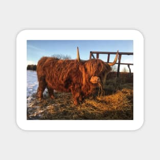 Scottish Highland Cattle Cow 2231 Magnet