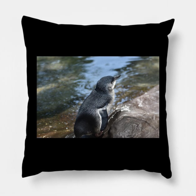 Little Blue Penguin Pillow by MarieDarcy