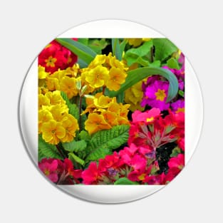 Primulas Pin