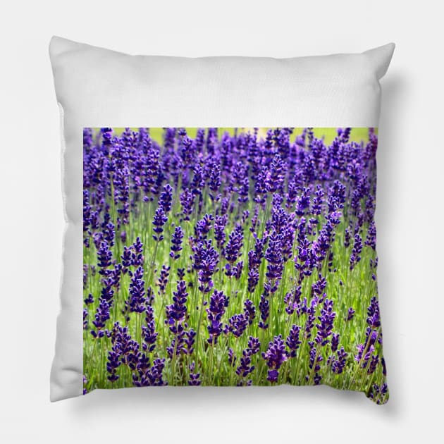 Lavender Pillow by Colette22