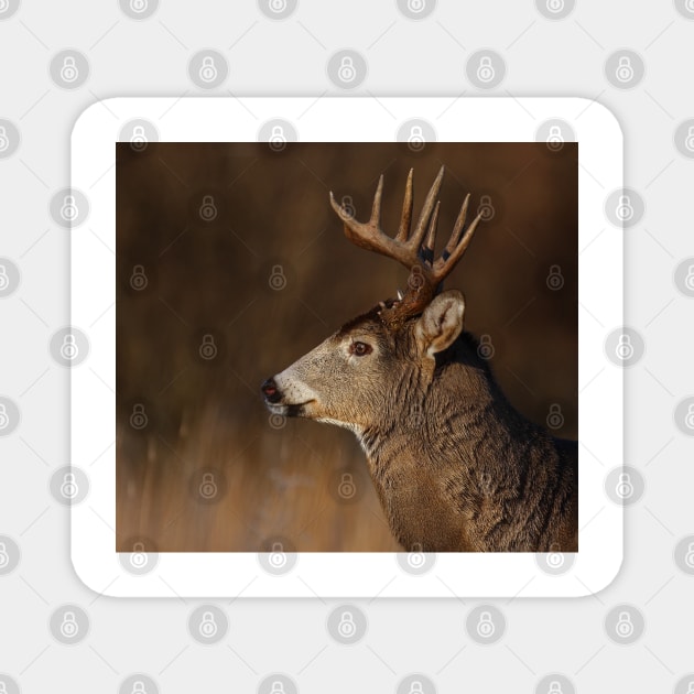 Eyes on the prize - White-tailed Deer Magnet by Jim Cumming