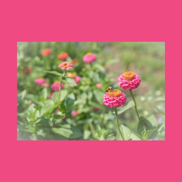 Honeybee on Hot Pink Zinnia Flower by Amy-K-Mitchell