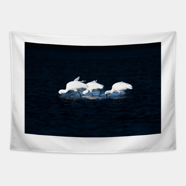 Three bright white Royal spoonbill birds heads down searching for food Tapestry by brians101