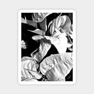 White Poinsettias in Black and White - Merry Christmas - Christmas Gift Magnet