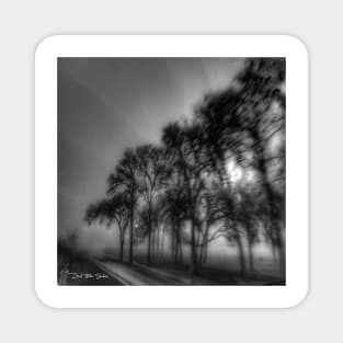 Shadows And Tall Trees - Black And White Magnet