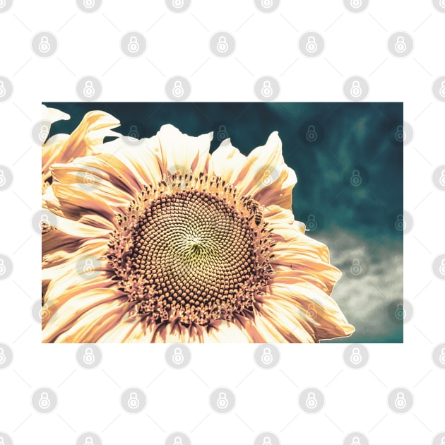 Sunflower With Bee 3 by Robert Alsop