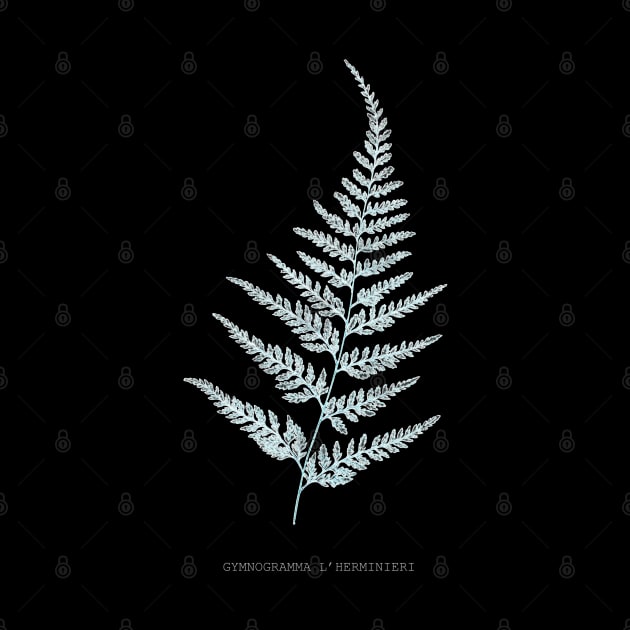 Fern - Gymnogramma L’herminieri or Herminieri. X-ray effect - 05 by SPJE Illustration Photography