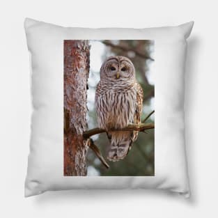 Barred Owl Pillow