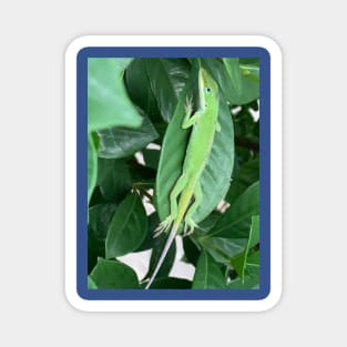 Green anole Magnet