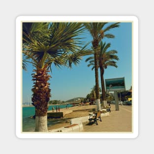 Pretty picture of a Palm Tree. Pretty Palm Trees Photography design with blue sky Magnet