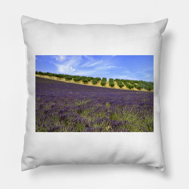 Lavander in Provence Pillow by annalisa56