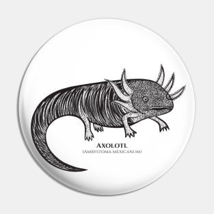 Axolotl with Common and Latin Names - detailed animal drawing Pin