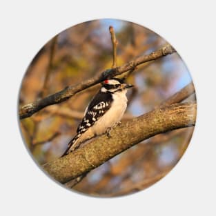 Male Downy Woodpecker Perched In A Tree Pin