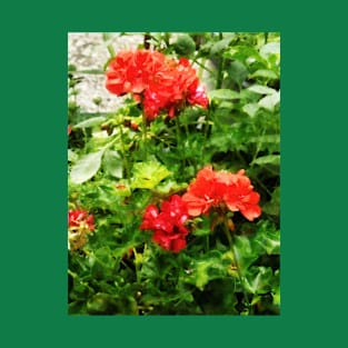 Bright Red Geraniums T-Shirt